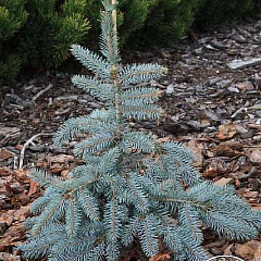 Ель колючая "Аргентеа Пендула" (Argentea Pendula)